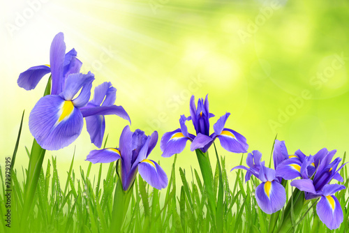 Iris flowers with dewy grass