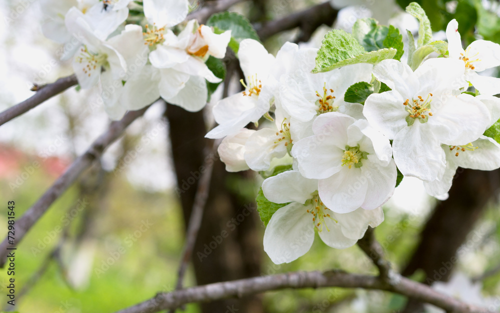 Fresh apple blossom on the branch