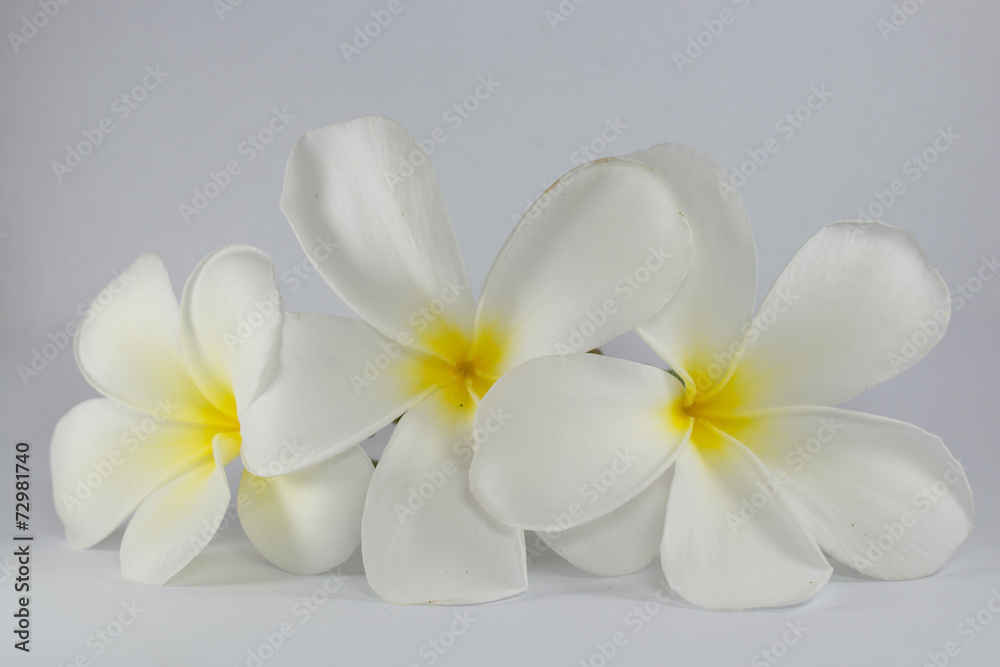 Leelawadee Flower thai Leelawadee Flower thai