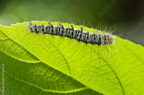 caterpillar on green leaf, macro