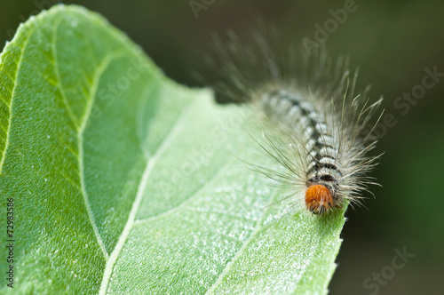 caterpillar on green leaf, macro © sapgreen