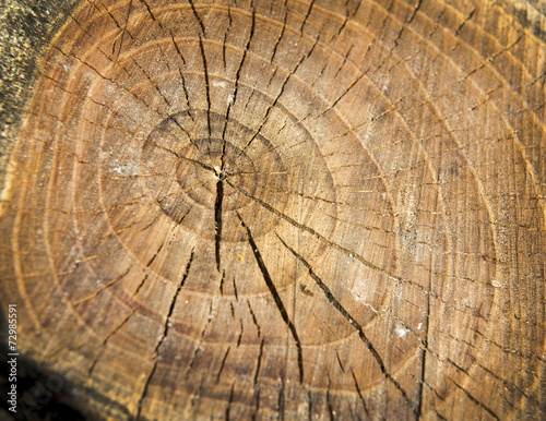 old tree stump