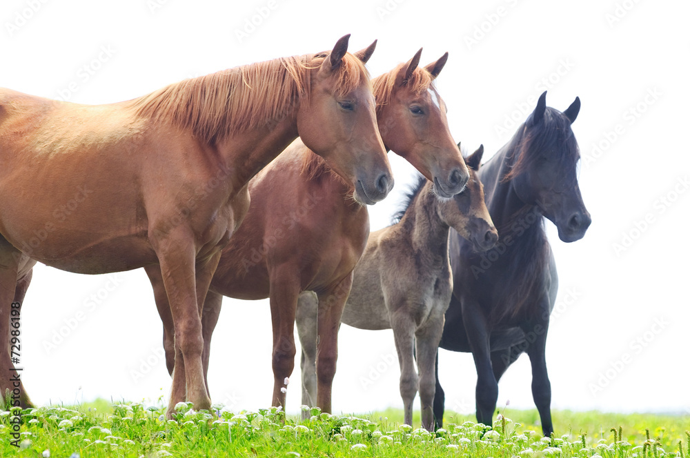 Fototapeta premium Wild horses graze on green meadow