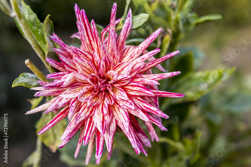 Fototapeta Naklejka Na Ścianę i Meble -  Dalia