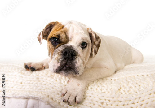young little French Bulldog cub dog on bed looking at camera
