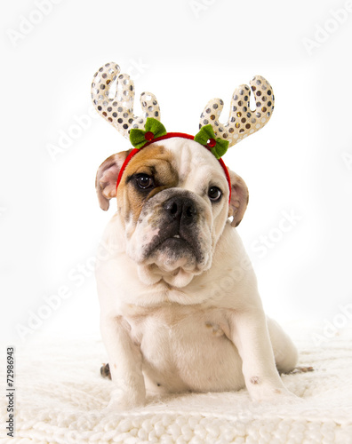 little Bulldog cub on bed with Christmas reindeer horns hat