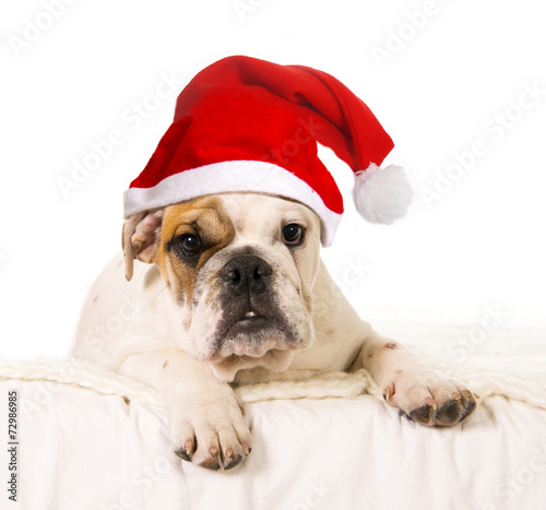 little French Bulldog dog cub on bed with Christmas hat © Wordley Calvo Stock