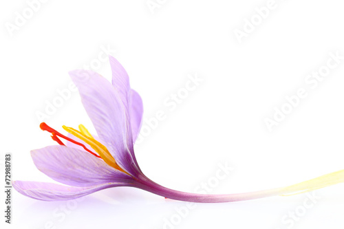 Fototapeta Naklejka Na Ścianę i Meble -  Close up of saffron flower isolated on white background