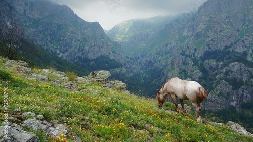Grazing in the mountains
