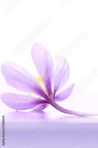 Close up of saffron flower