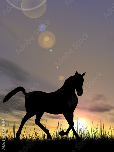 Horse silhouette in grass at sunset