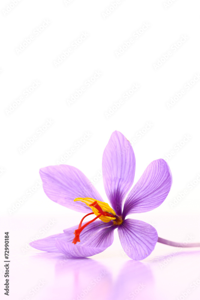 Close up of saffron flower Close up of saffron flower