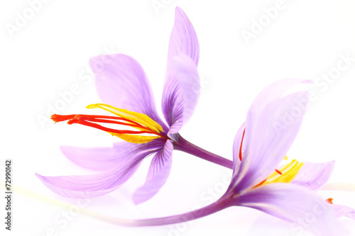 Fototapeta Naklejka Na Ścianę i Meble -  Close up of saffron flowers isolated on white background