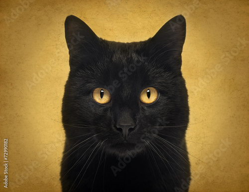 Fototapeta Naklejka Na Ścianę i Meble -  Close-up of a Black Cat looking at the camera