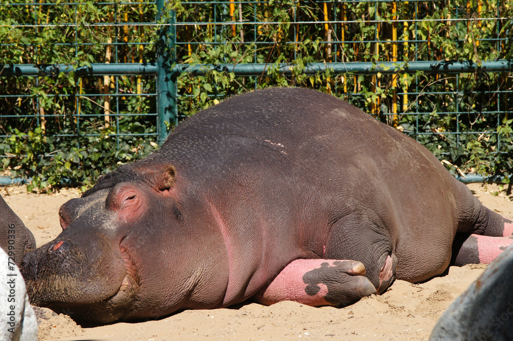 Hippopotame en train de faire la sieste Hippopotame en train de faire la sieste