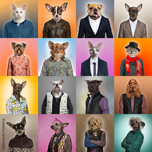 Fototapeta Naklejka Na Ścianę i Meble -  Composition of pets dressed
