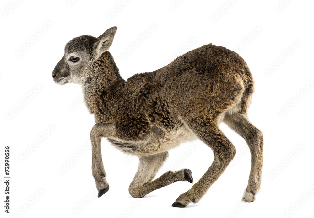 Fototapeta premium Young mouflon - Ovis orientalis orientalis isolated on white