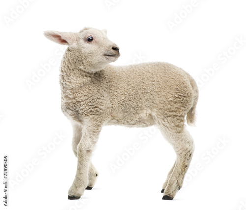 Lamb  8 weeks old  isolated on white