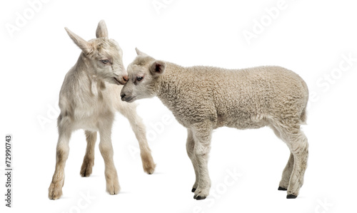 Lamb and goat kid (8 weeks old) isolated on white