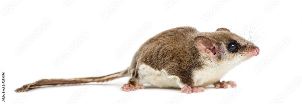 Sugar glider - Acrobates pygmaeus Sugar glider - Acrobates pygmaeus