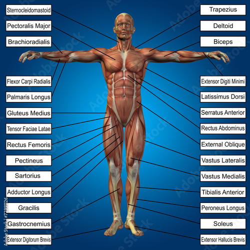 3D human male anatomy with muscles and text photo