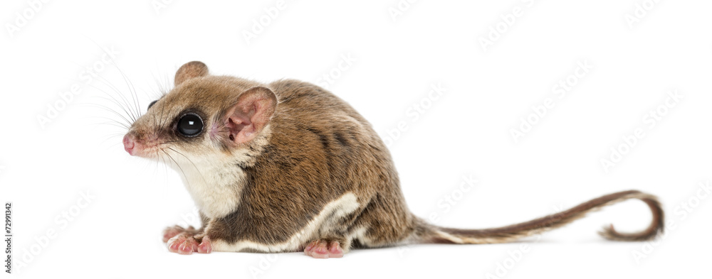 Sugar glider - Acrobates pygmaeus Sugar glider - Acrobates pygmaeus