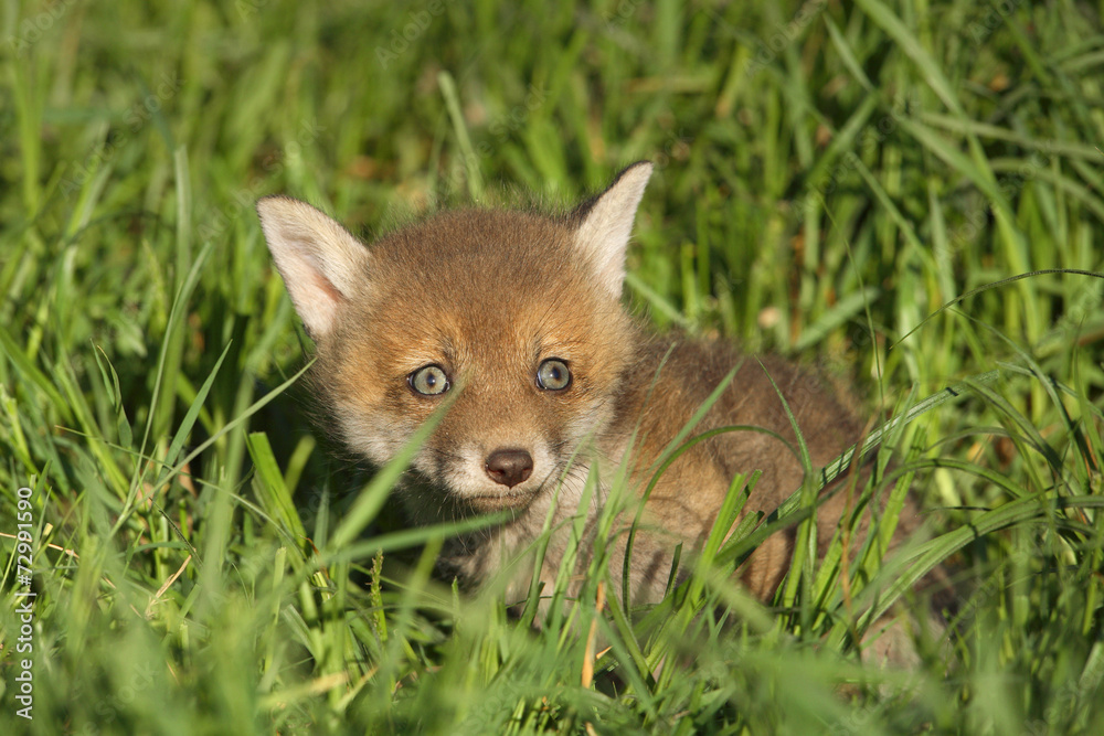 Red fox cub