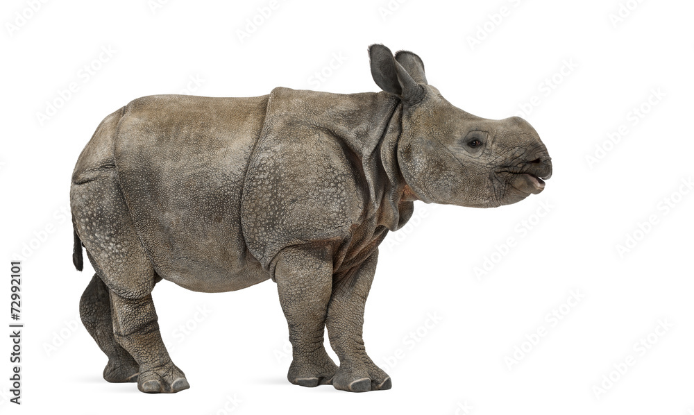 Young Indian one-horned rhinoceros (8 months old) Young Indian one-horned rhinoceros (8 months old)
