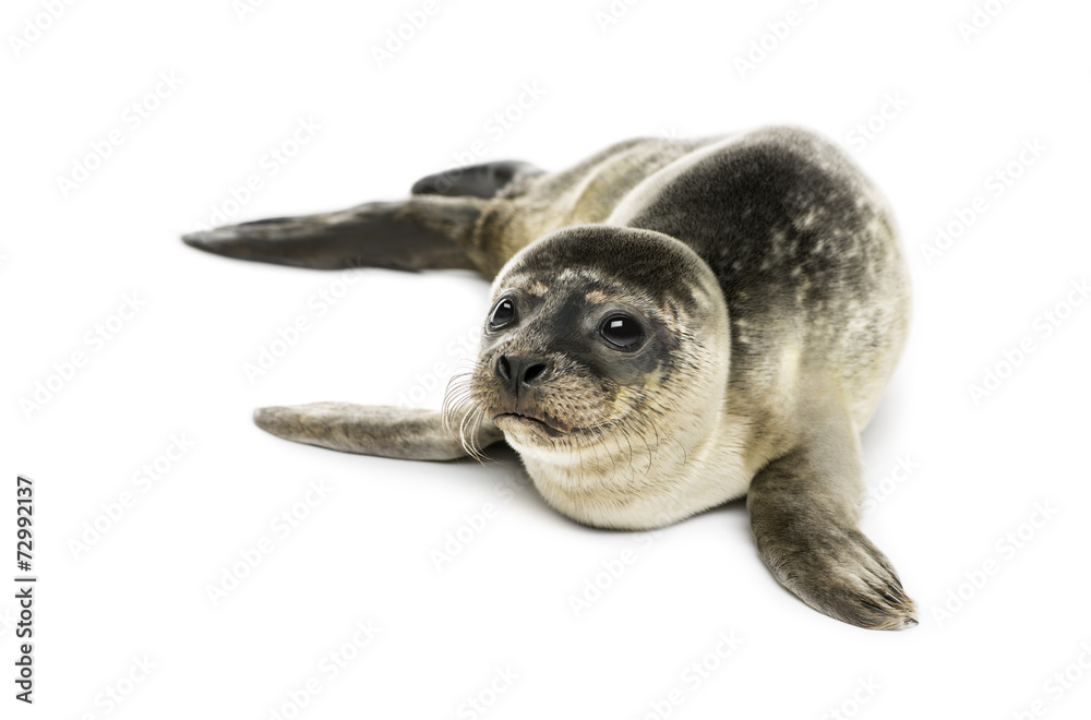 Obraz premium Common seal pup, isolated on white