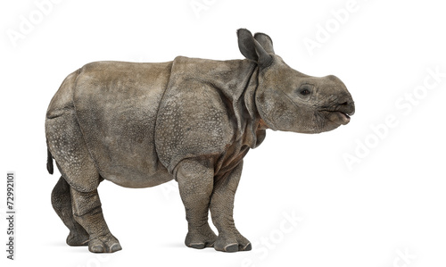 Young Indian one-horned rhinoceros  8 months old 