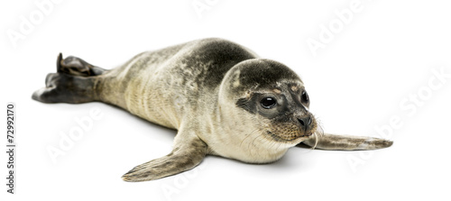 Common seal pup, isolated on white © Eric Isselée