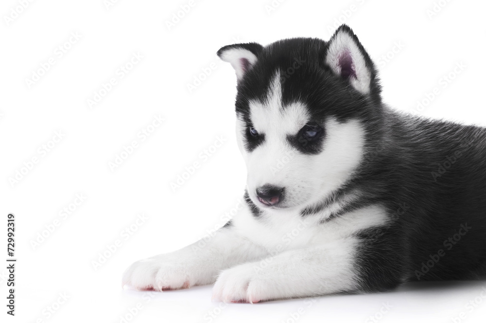 Cute little husky puppy isolated on white background