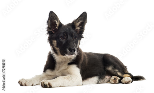 Border collie lying