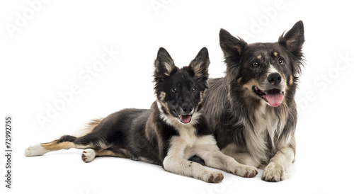 Two Border collies lying