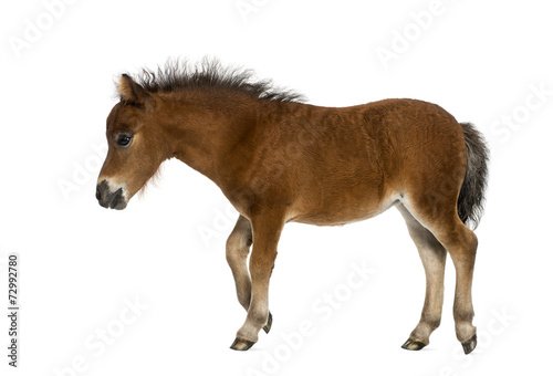 shetland foal - 1 month old