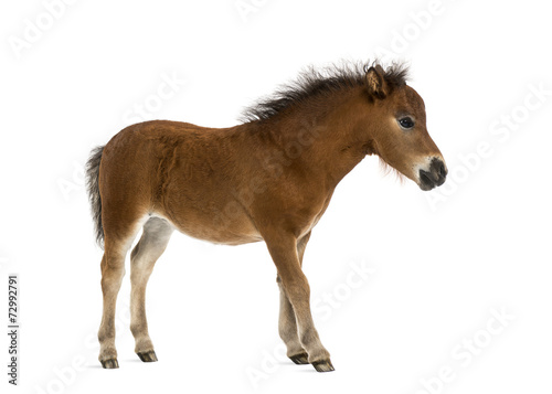 shetland foal - 1 month old