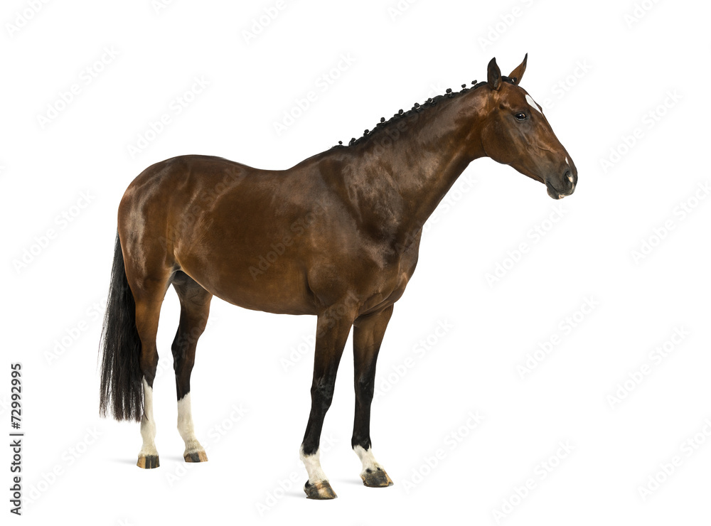 Fototapeta premium Rheinlander - 6 years old