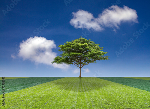 tree on field and the blue sky