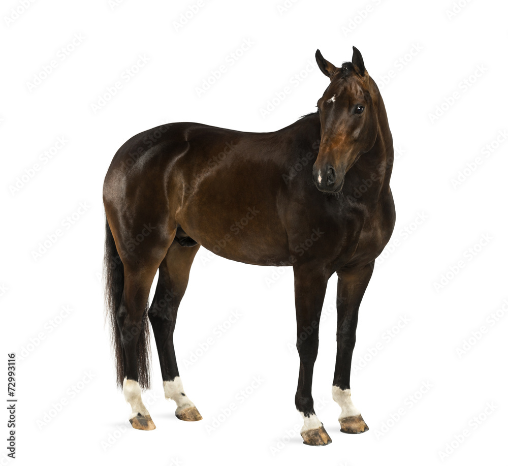 Obraz premium KWPN - Dutch Warmblood, 3 years old - Equus ferus caballus