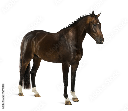 KWPN - Dutch Warmblood, 3 years old - Equus ferus caballus © Eric Isselée