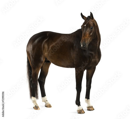 KWPN - Dutch Warmblood  3 years old - Equus ferus caballus