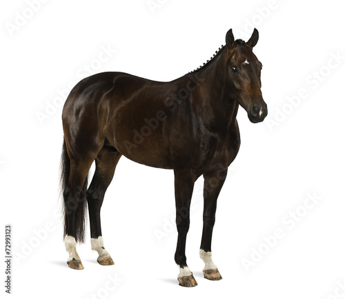 KWPN - Dutch Warmblood  3 years old - Equus ferus caballus