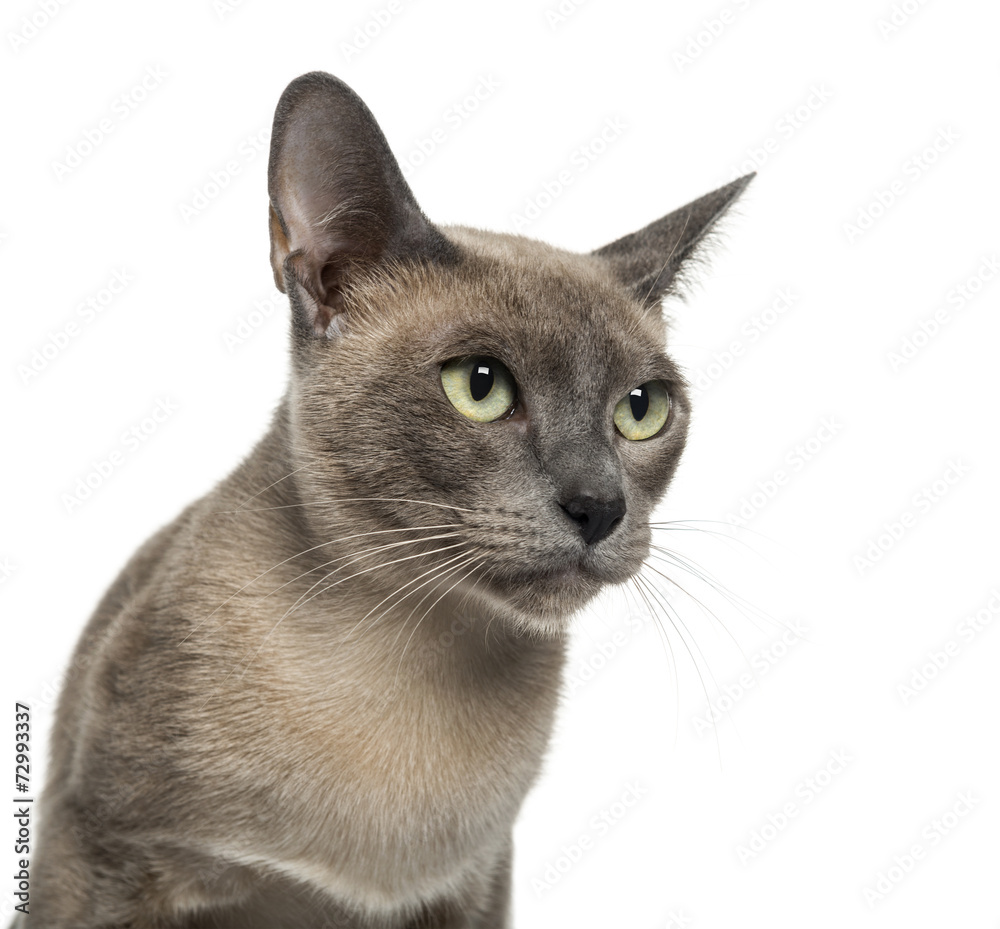 Tonkinese (18 months old)