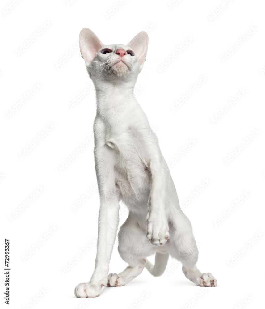 Oriental Shorthair, isolated on white  (6 months old)