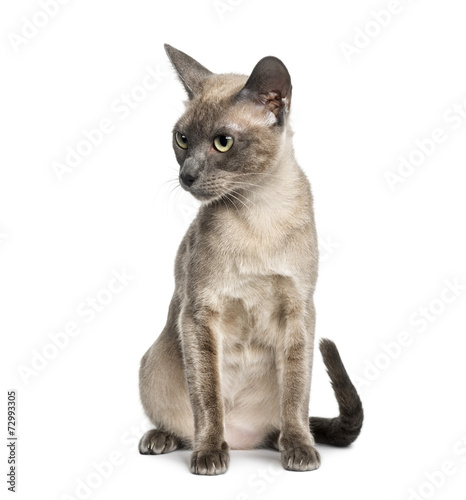 Foto Tonkinese sitting, isolated on white (18 months old)