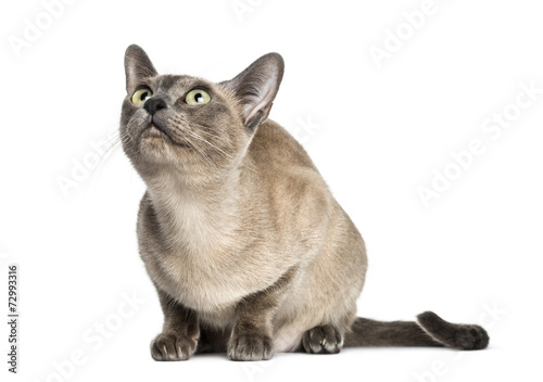 Tablou pe pânză Tonkinese sitting,looking up