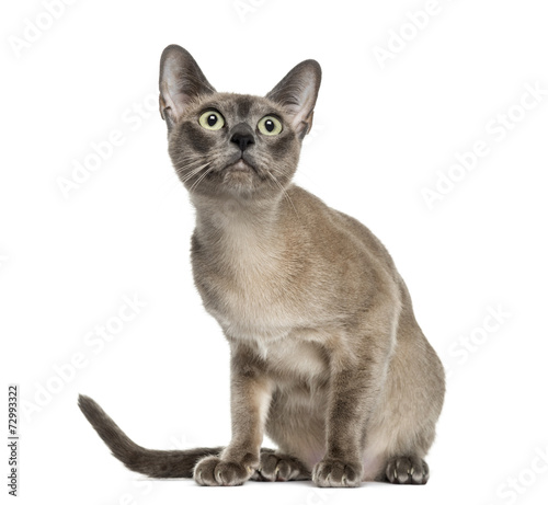 Φωτογραφία Tonkinese sitting, isolated on white (18 months old)