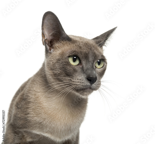 Tablou pe pânză Tonkinese (18 months old)