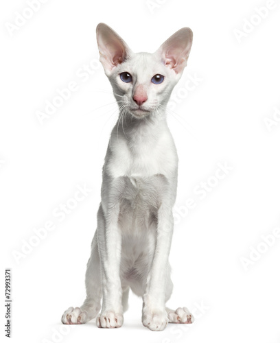 Oriental Shorthair  sitting  isolated on white   6 months old 