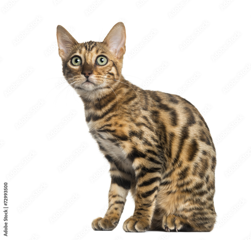 Fototapeta premium Young Bengal cat sitting (5 months old), isolated on white